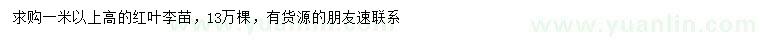 求購高1米以上紅葉李苗