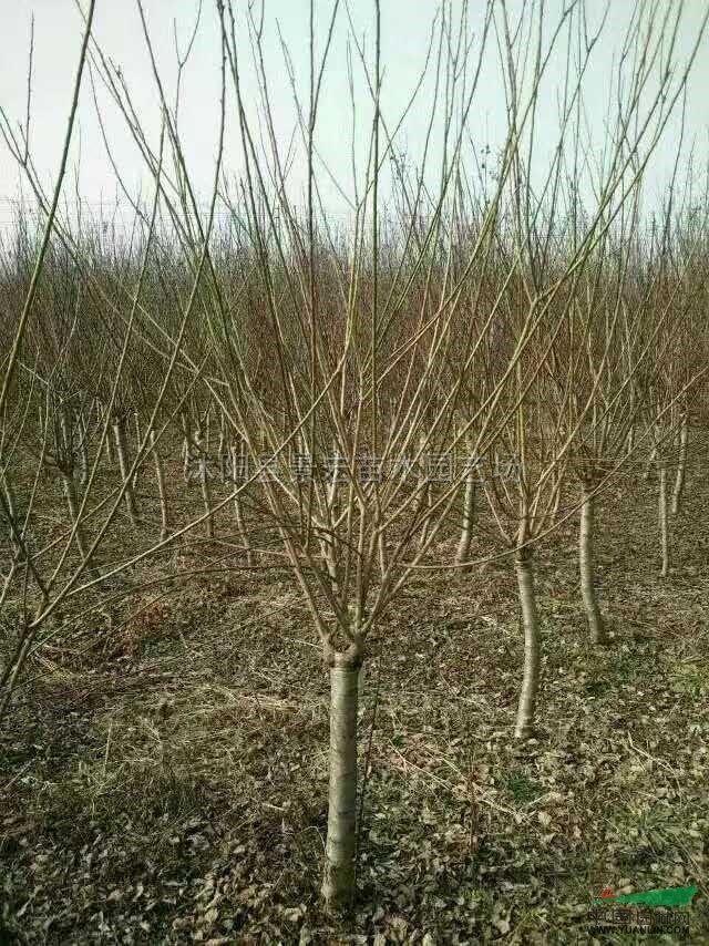 江苏梅花