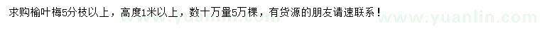 求購高度1米以上榆葉梅