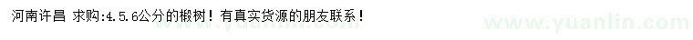 求購4、5、6公分椴樹