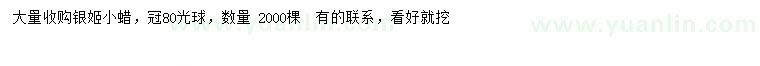 求購(gòu)冠幅80公分銀姬小蠟光球