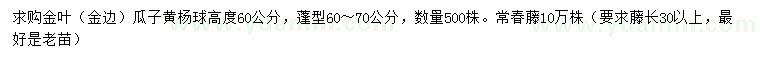 求購(gòu)高度60公分金葉（金邊）瓜子黃楊球、常春藤