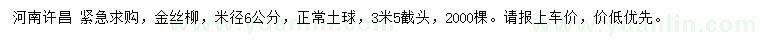 求購米徑6公分金絲柳