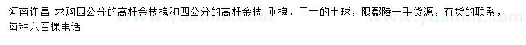 求購4公分高桿金枝槐、高桿金枝垂槐