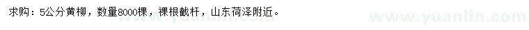 求購5公分黃柳