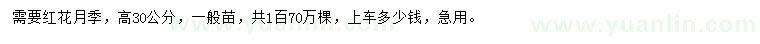 求購高30公分紅花月季