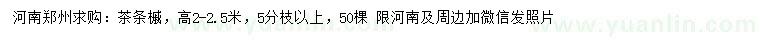 求購高2-2.5米茶條槭
