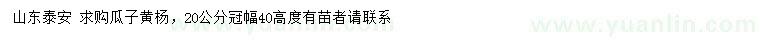 求購冠幅20公分瓜子黃楊