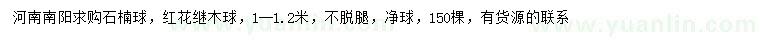 求購1-1.2米石楠球、紅花繼木球