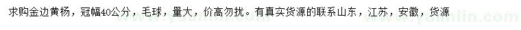 求購冠幅40公分金邊黃楊