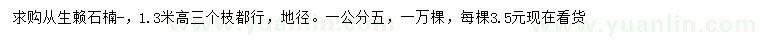 求購地徑1.5公分叢生石楠