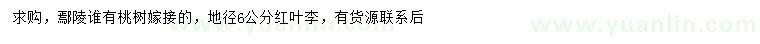 求購地徑6公分紅葉李