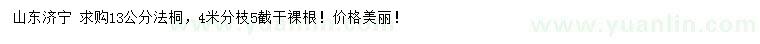 求購(gòu)13公分法桐