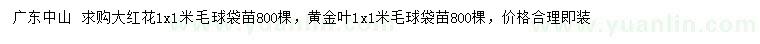 求購1x1米大紅花毛球、黃金葉毛球