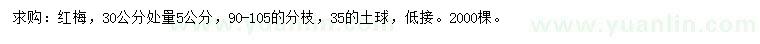 求購30公分量5公分紅梅