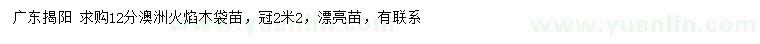 求購12公分澳洲火焰木