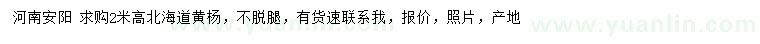 求購高2米北海道黃楊