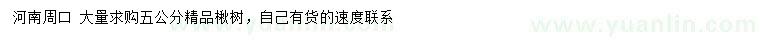 求購5公分精品楸樹