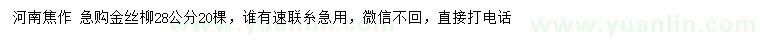 求購28公分金絲柳