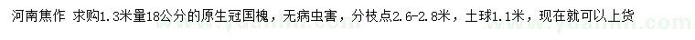 求購1.3米量18公分國槐