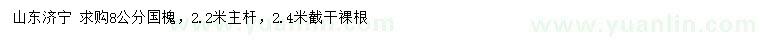 求購8公分國槐