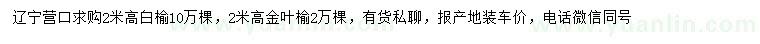 求購(gòu)高2米白榆、金葉榆