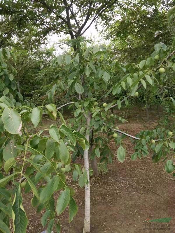 大量出售海棠櫸樹