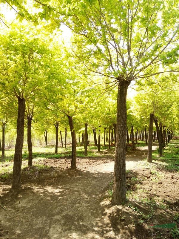 金葉榆 金葉垂榆 黃金榆樹 基地直銷 綠化風(fēng)景樹
