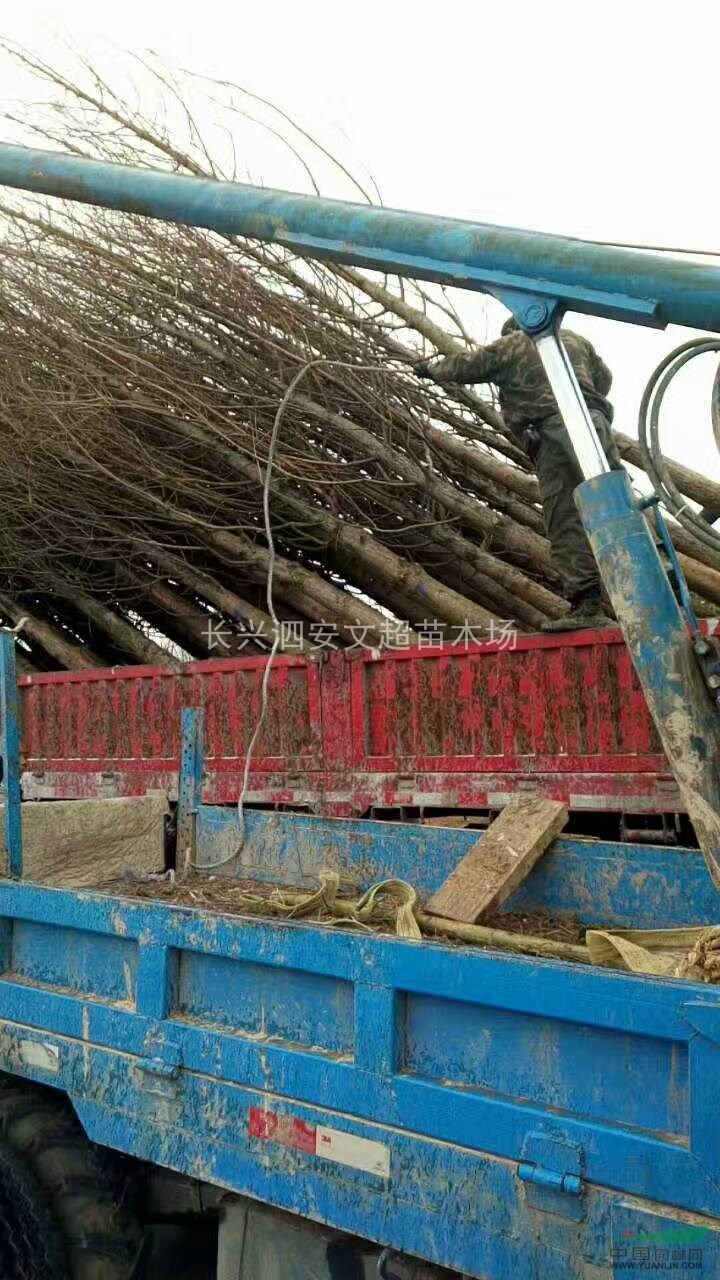 長興水杉，水杉價格，供應(yīng)水杉