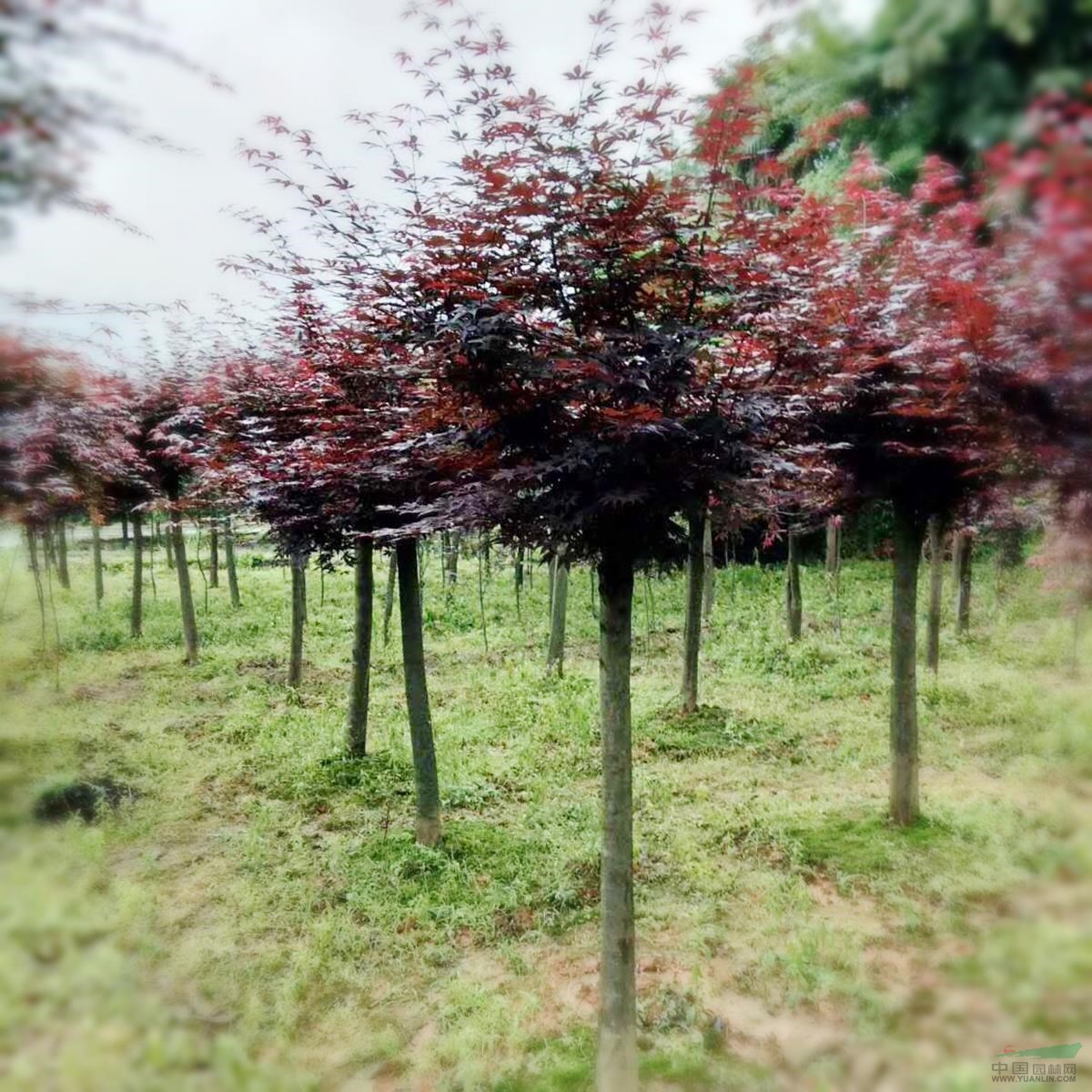 廣西紅楓 紅楓價(jià)格 高桿精品紅楓