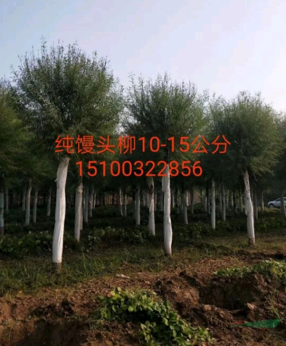 饅頭柳 饅頭柳基地 河北饅頭柳價(jià)格