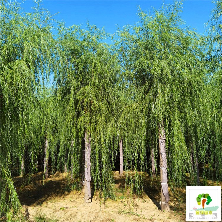 柳樹-河北保定柳樹-柳樹行情