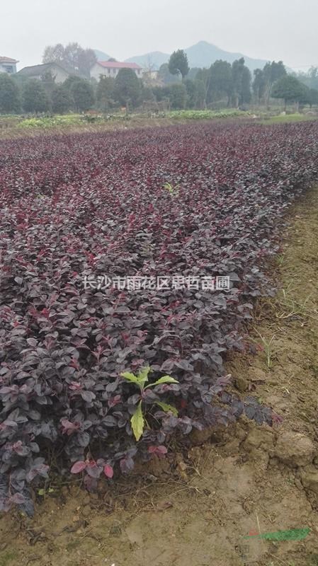 湖南紅花繼木小苗  紅花繼木價(jià)格  大量供應(yīng)紅花繼木