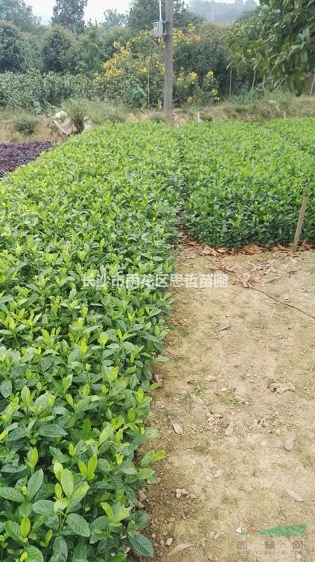 大葉梔子  大葉梔子小苗 大葉梔子價(jià)格  大葉梔子球基地直銷