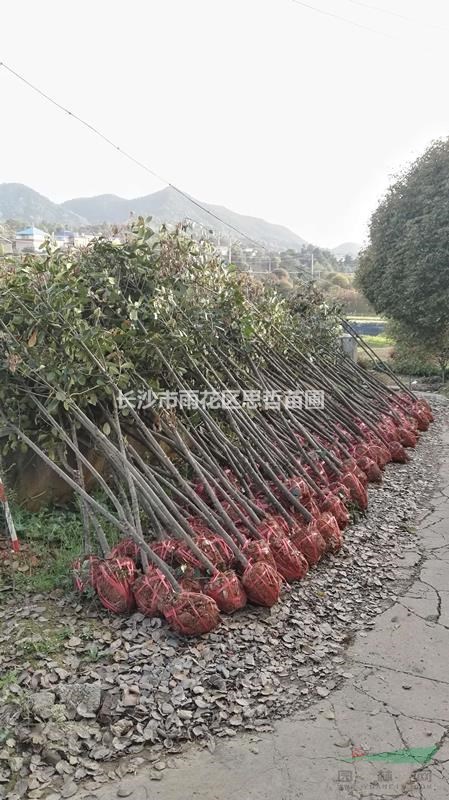 高桿紅葉石楠  湖南紅葉石楠   紅葉石楠球價格  