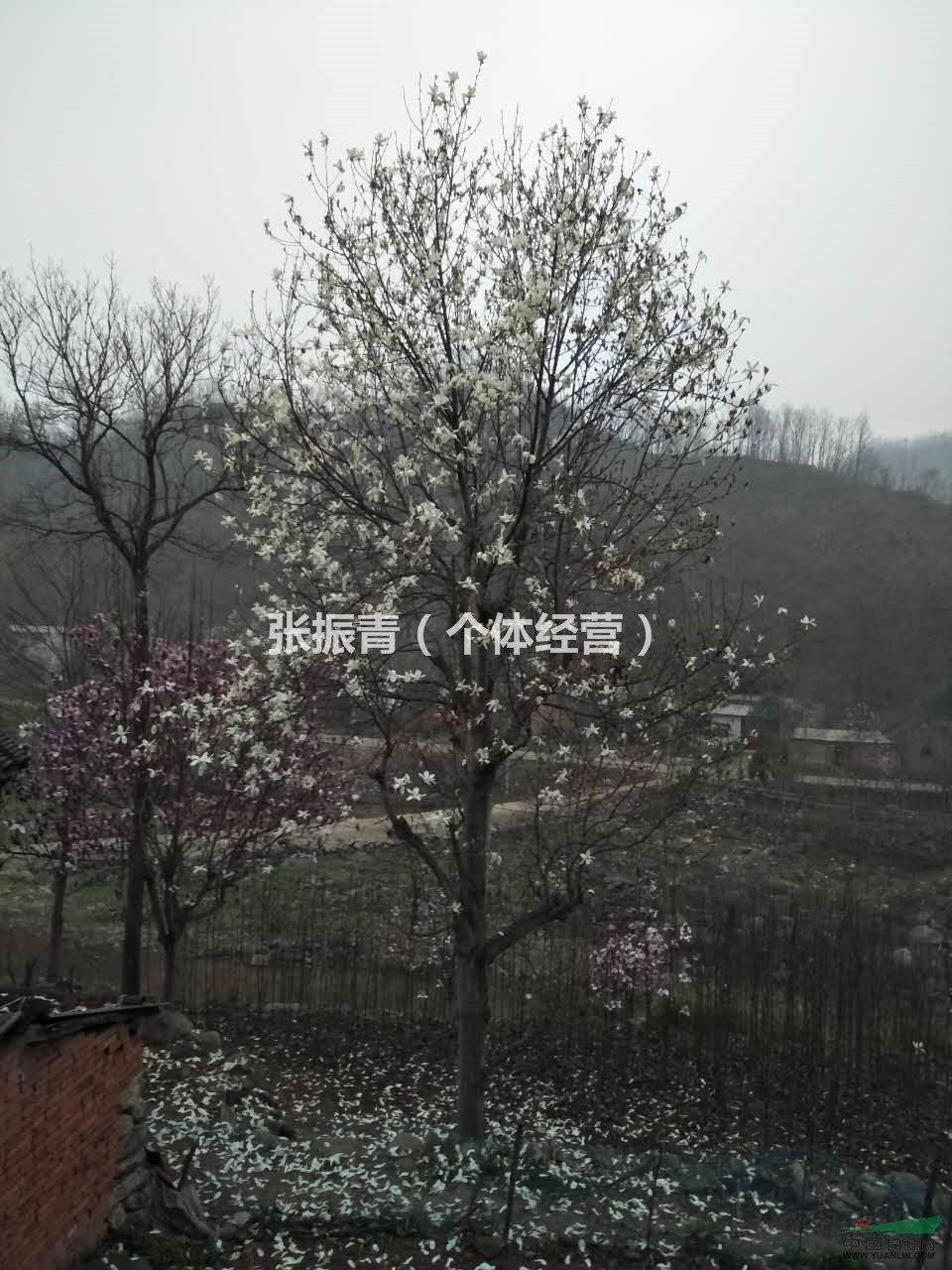 南召供应大量白玉兰品种 优质货源