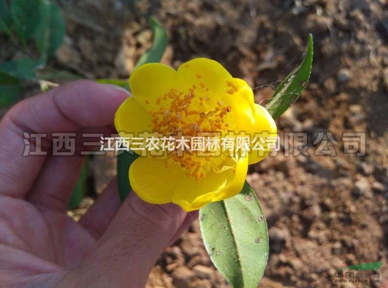 四季紅山茶花和四季金花茶區(qū)別 茶花小苗價格 茶花廠家直供