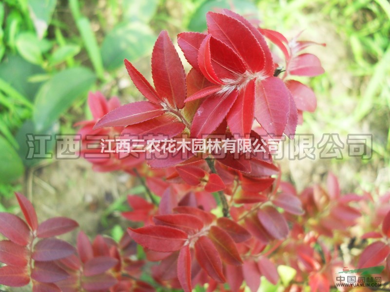 四季紅山茶花苗 四季紅山茶花小苗 四季紅山茶花樹 