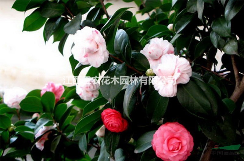 十八學(xué)士茶花價(jià)格 十八學(xué)士茶花批發(fā)價(jià) 十八學(xué)士茶花采購價(jià) 