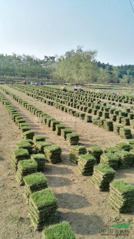 湖南郴州草皮基地湖南省郴州市馬尼拉草皮基地