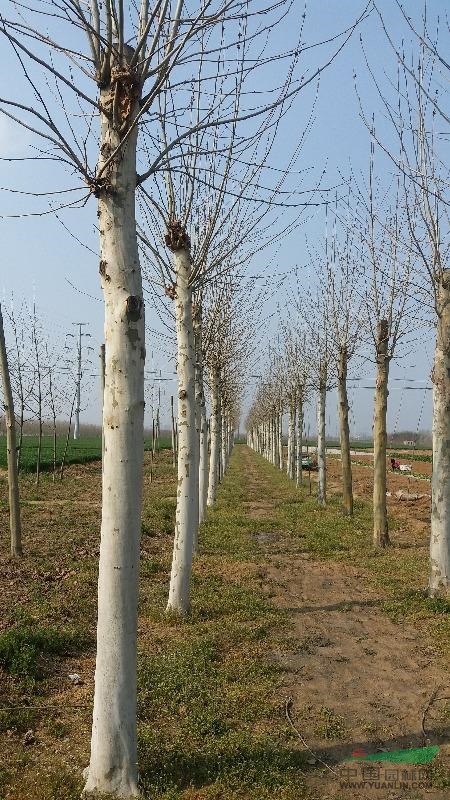 15/16/17/18/19/20原生一年冠