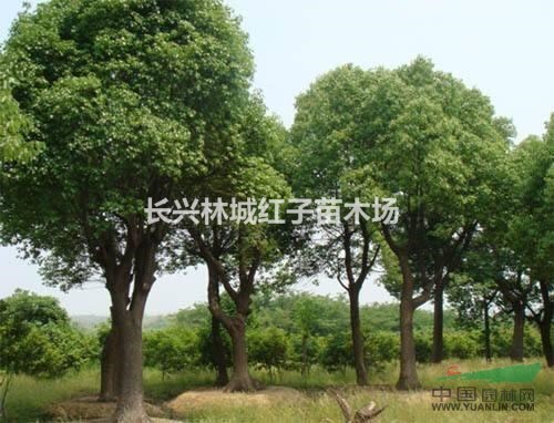 浙江泗安香樟树