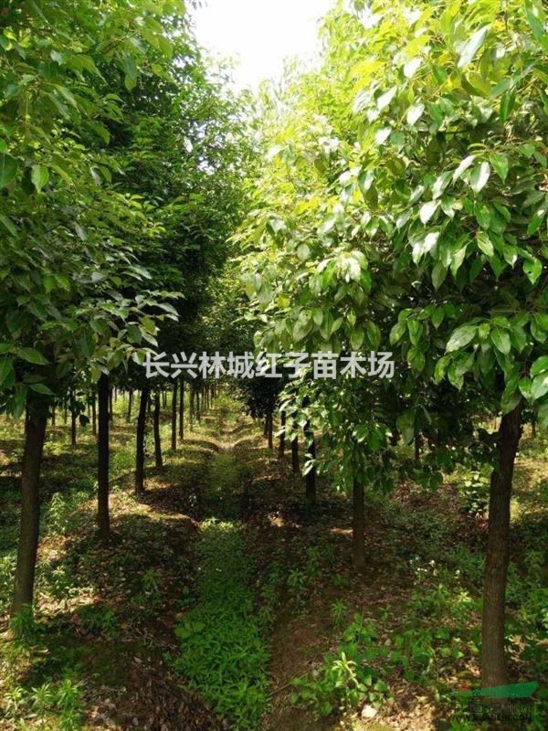 浙江泗安香樟树
