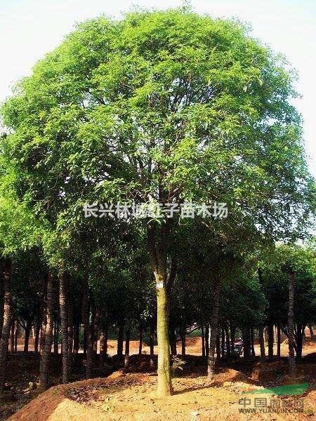 浙江林城红子苗木场供应香樟
