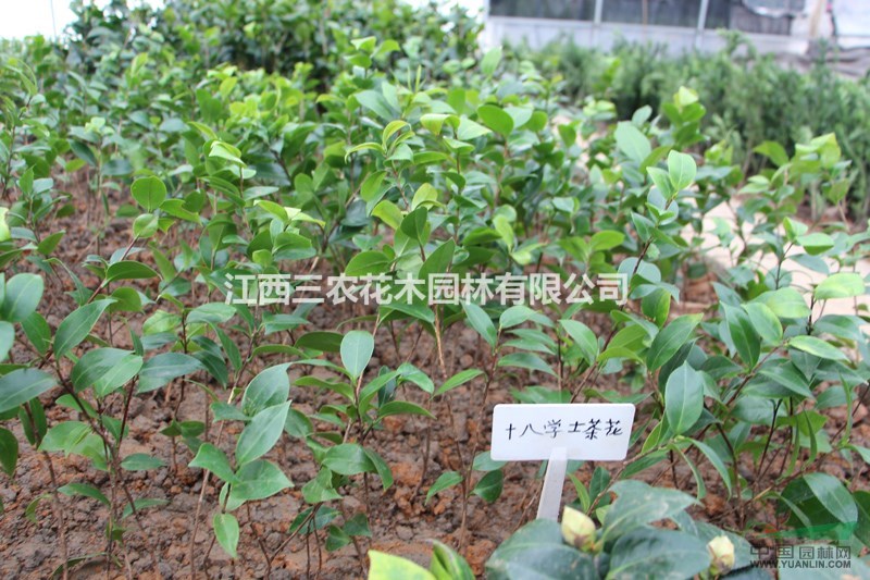 十八學士茶花苗 供應十八學士茶花小苗 十八學士茶花樹