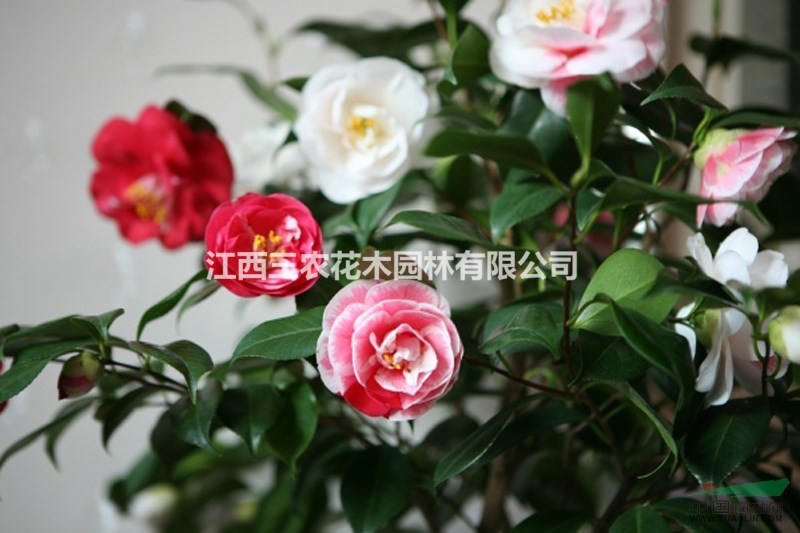 1公分2公分3公分十八學(xué)士茶花養(yǎng)護(hù)技巧 山茶花栽培技術(shù)