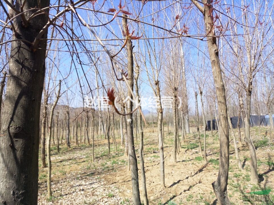 急售五角枫，5--12公分