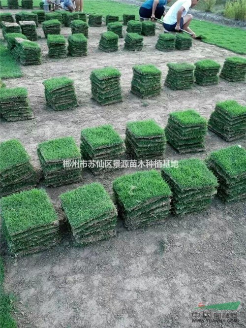 湖南省郴州市草皮排名哪家公司的質(zhì)量好售后好？