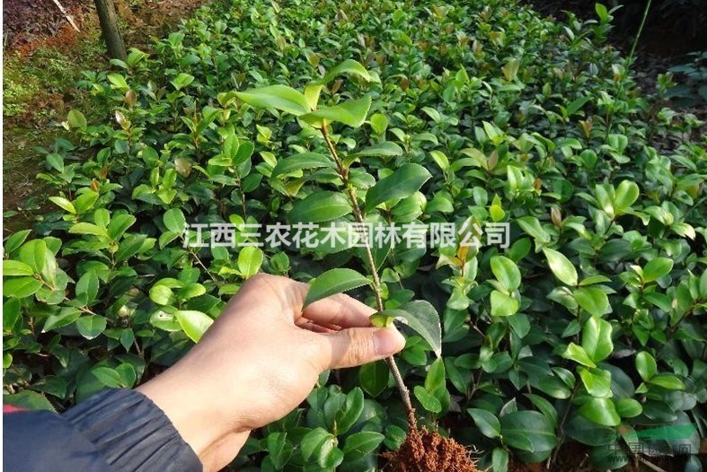  地徑1公分茶花價(jià)格 江西六角大紅茶花采購(gòu)價(jià) 