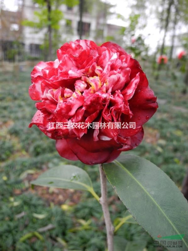 3-5公分茶花什么價格 茶花哪里比較便宜-午夜魔幻茶花